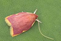 Carcina quercana