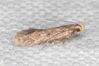 Bryotropha senectella