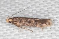 Bryotropha senectella