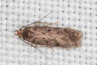 Bryotropha senectella