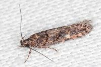 Teleiopsis diffinis