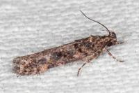 Teleiopsis diffinis