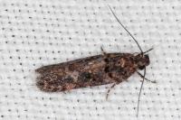 Teleiopsis diffinis