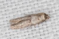 Blastobasis phycidella