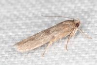 Blastobasis phycidella