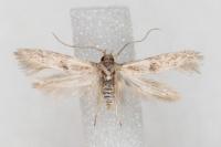 Blastobasis phycidella