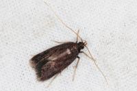Homaloxestis briantiella