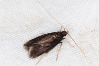 Homaloxestis briantiella