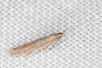 Coleophora texanella