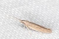Coleophora texanella