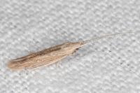 Coleophora texanella