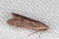 Anacampsis timidella