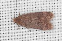 Anacampsis timidella
