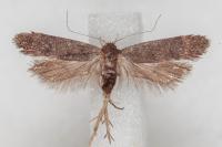 Anacampsis timidella