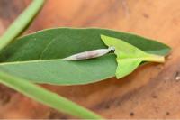 Caloptilia cuculipennella
