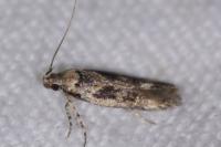 Caryocolum fischerellum
