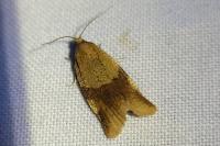 Zelotherses ferugana