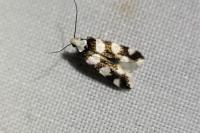 Pseudotelphusa tessella