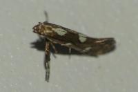 Calybites phasianipennella