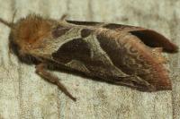 Triodia sylvina