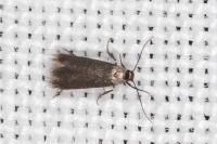 Coptotriche angusticollella