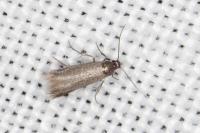 Coptotriche angusticollella