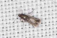 Coptotriche angusticollella