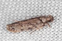 Psoricoptera gibbosella