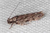 Psoricoptera gibbosella