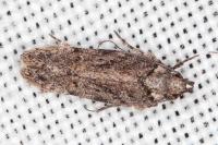 Psoricoptera gibbosella