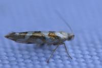 Argyresthia goedartella