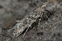 Tuta absoluta