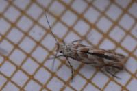 Phyllonorycter