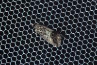 Cydia splendana
