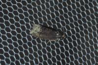 Cydia splendana
