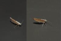 Argyresthia semitestacella