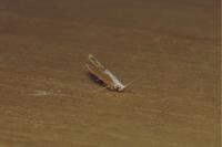 Argyresthia semitestacella