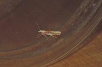 Ypsolopha parenthesella