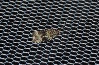 Celypha lacunana