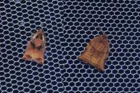Archips podana