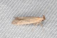 Metzneria hilarella