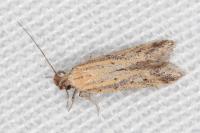 Metzneria hilarella