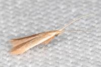 Coleophora adjectella