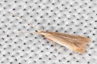 Coleophora adjectella