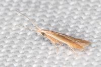 Coleophora adjectella