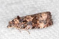 Endothenia oblongana