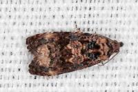 Endothenia oblongana