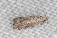 Selania resedana