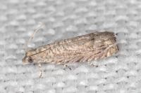 Selania resedana