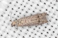 Selania resedana